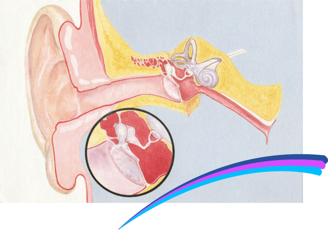 Ear Anatomy