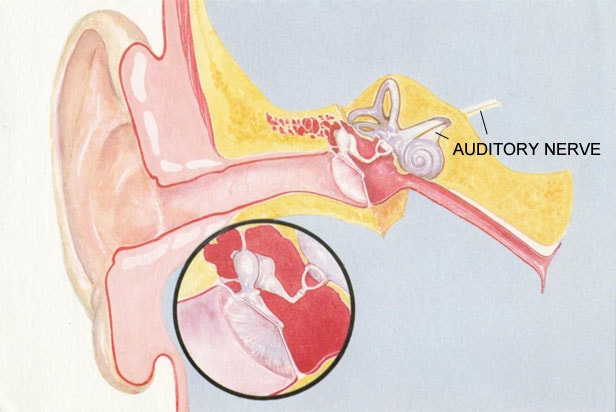 Ear Tympanic Membrane