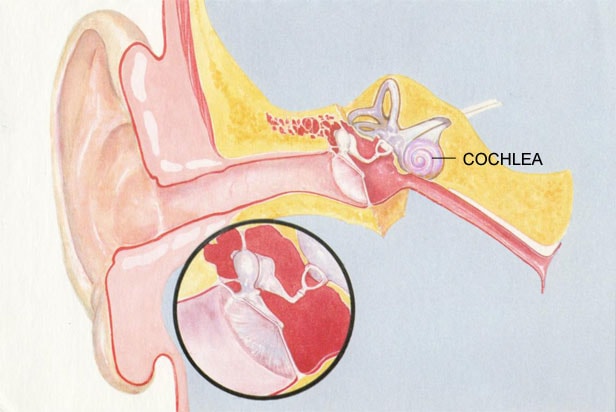 Ear External Auditory Canal