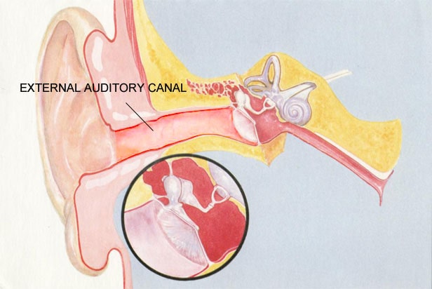 Ear External Auditory Canal
