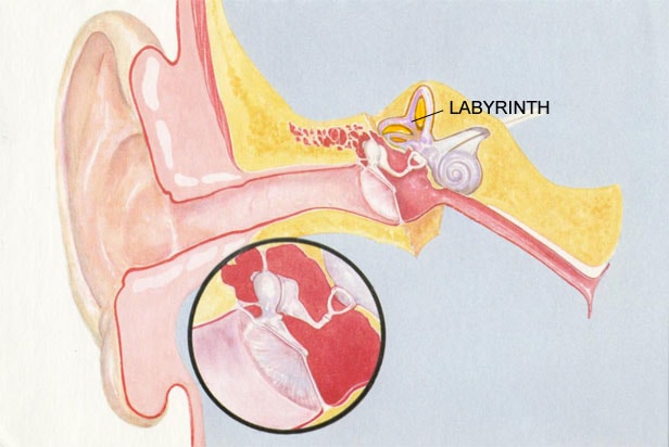 Ear Tympanic Membrane