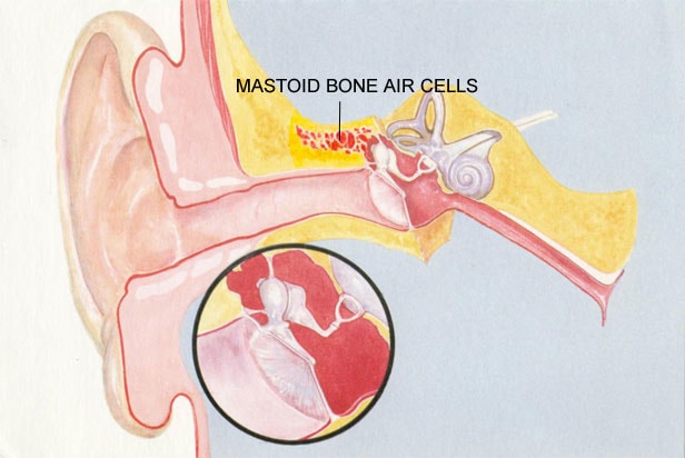Ear External Auditory Canal