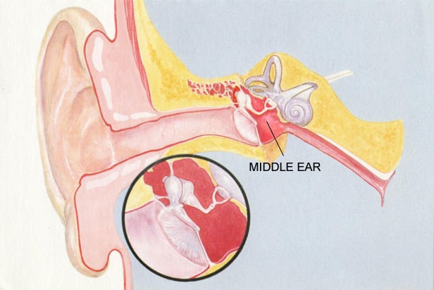 Ear External Auditory Canal