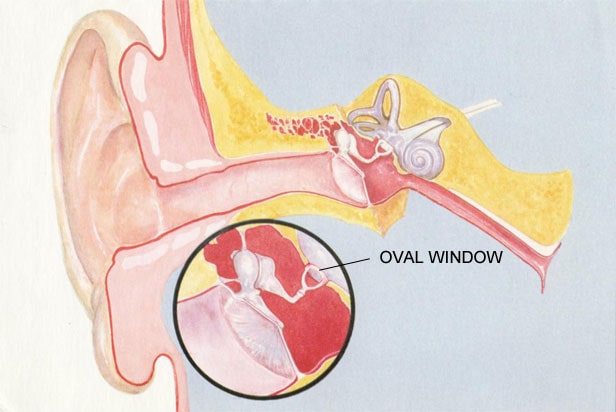 Ear External Auditory Canal