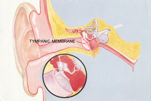 Ear Tympanic Membrane