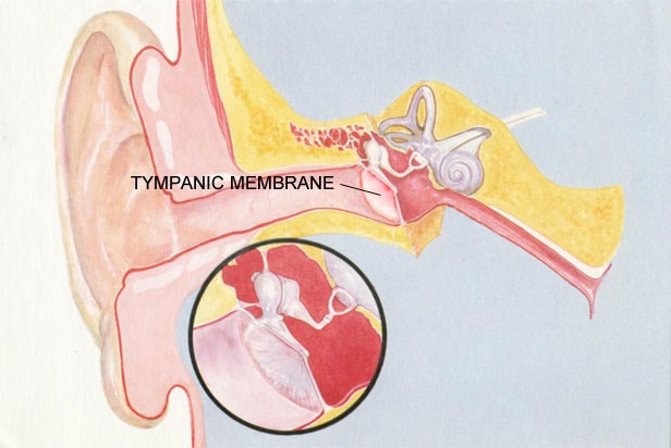 Ear External Auditory Canal