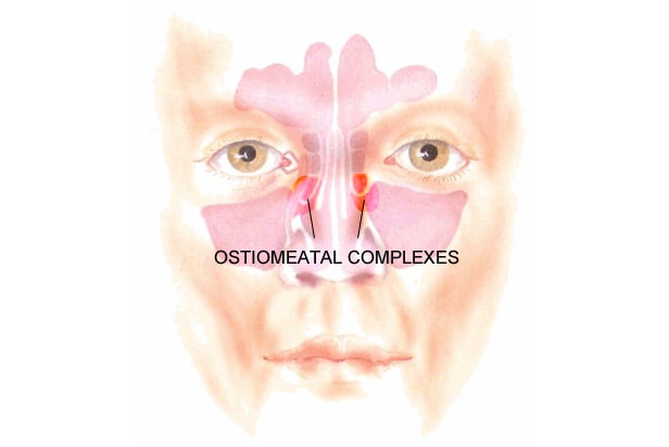 Ear Tympanic Membrane